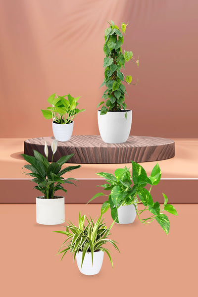 Water Plants Set Pack