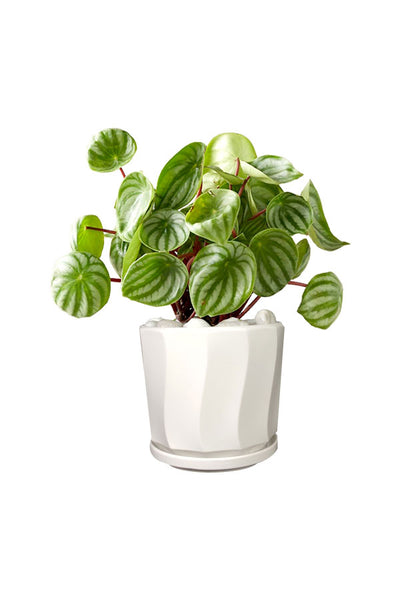 Watermelon Peperomia plant with silver and green patterned leaves in a decorative indoor pot