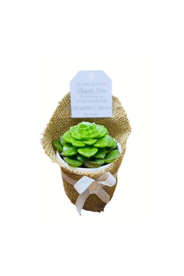 Eco Charm Succulent in Premium Jute – rustic sustainable plant gift Riyadh

