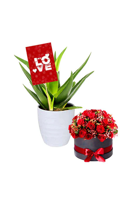 Eco-friendly live plant gift set in modern planters - a perfect gift for your wife.