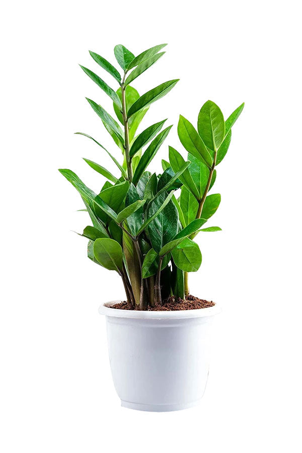 Green Guardian – ZZ Plant