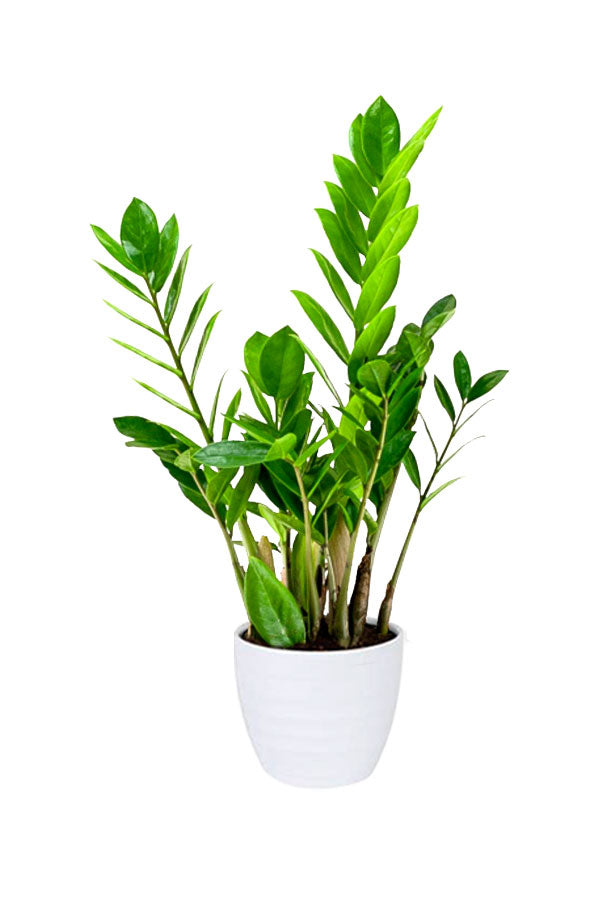 Indoor Air Detox Plants – Elegant Green Pack