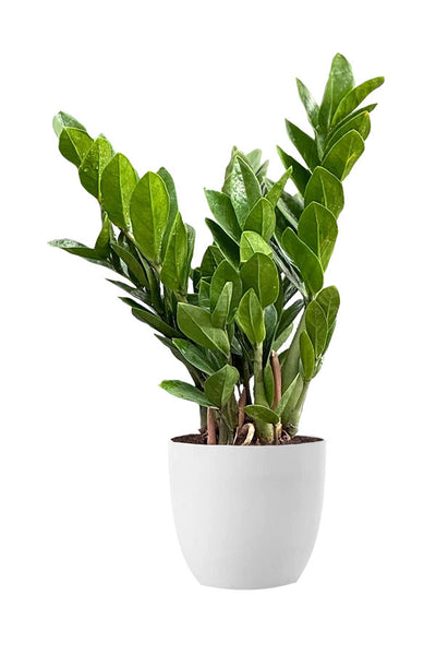 Indoor Air Detox Plants – Elegant Green Pack