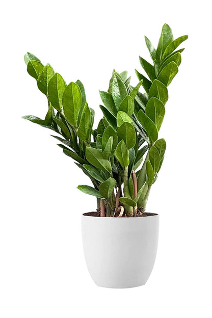 Happiness & Joy Plant Bundle