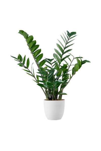 Low Maintenance Indoor Plants Combo