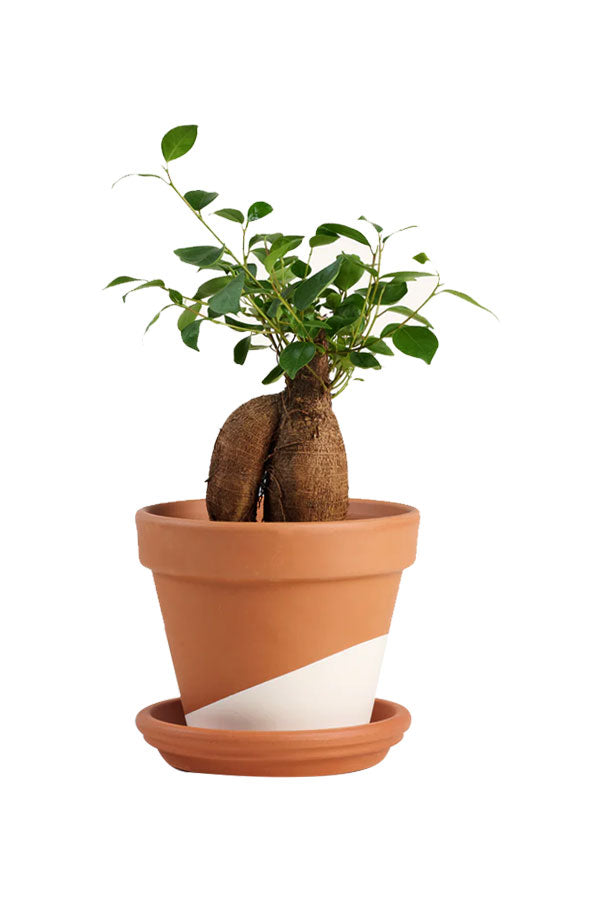 Executive Ficus Ginseng bonsai in ceramic pot – luxury plant gift Riyadh