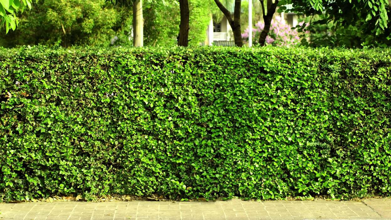 Living Plant Fences