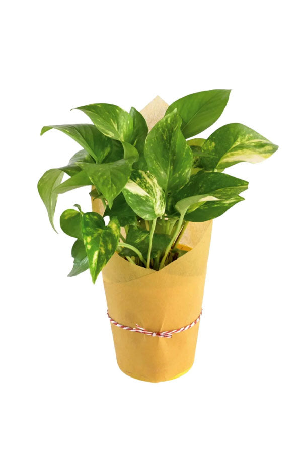Corporate Green Gift- Branded Peace Lily