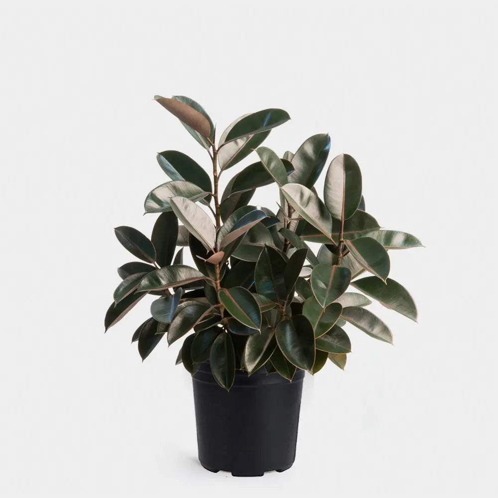 Rubber Plant (Ficus elastica)