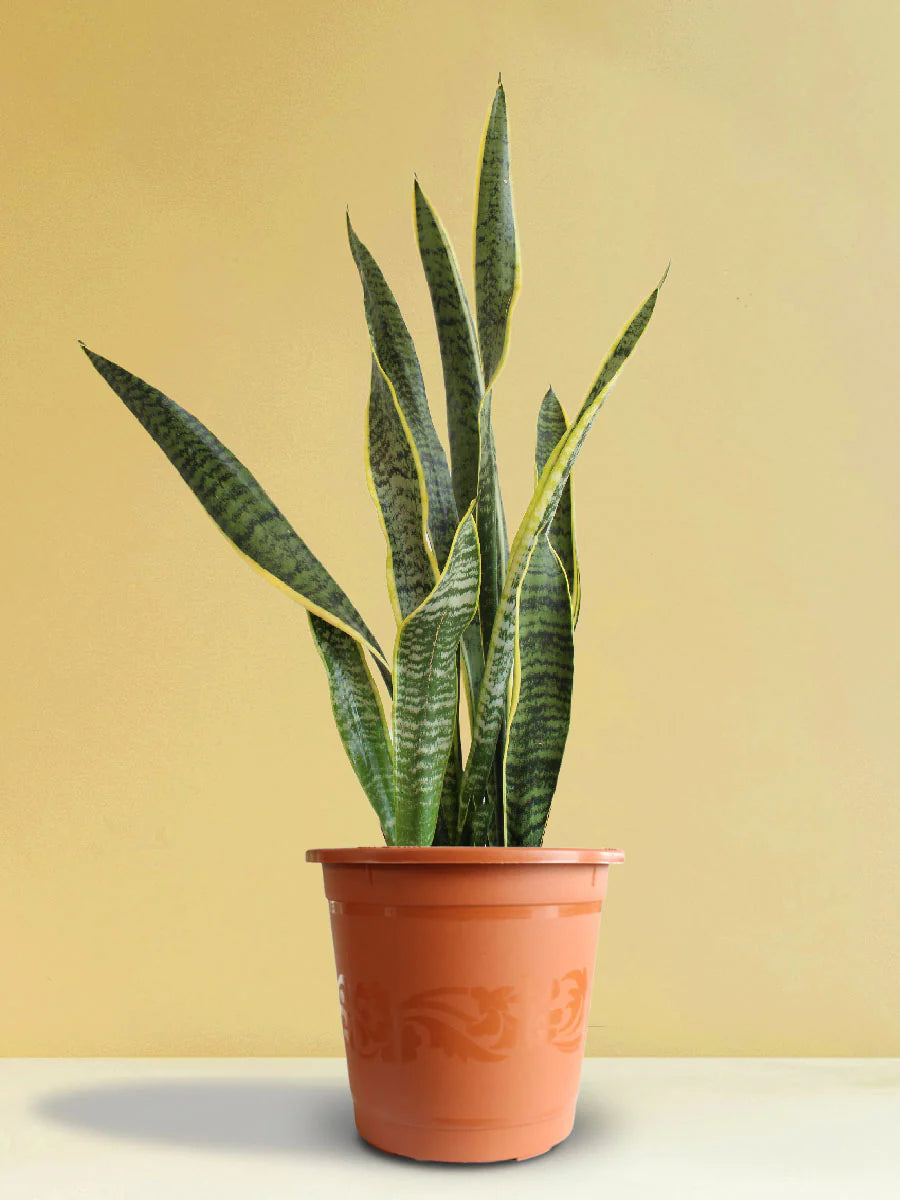 Snake Plant (Sansevieria trifasciata)